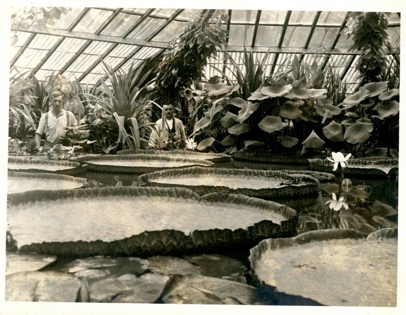 Victoria regia Haus 1934